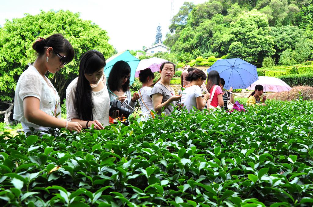 第53期天晟茶艺培训学校中国茶学系统培训班全体学员合照(图3)