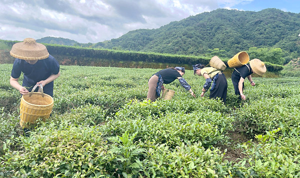 第196期天晟茶艺培训学校中国茶学系统培训班全体学员合照 (图6)