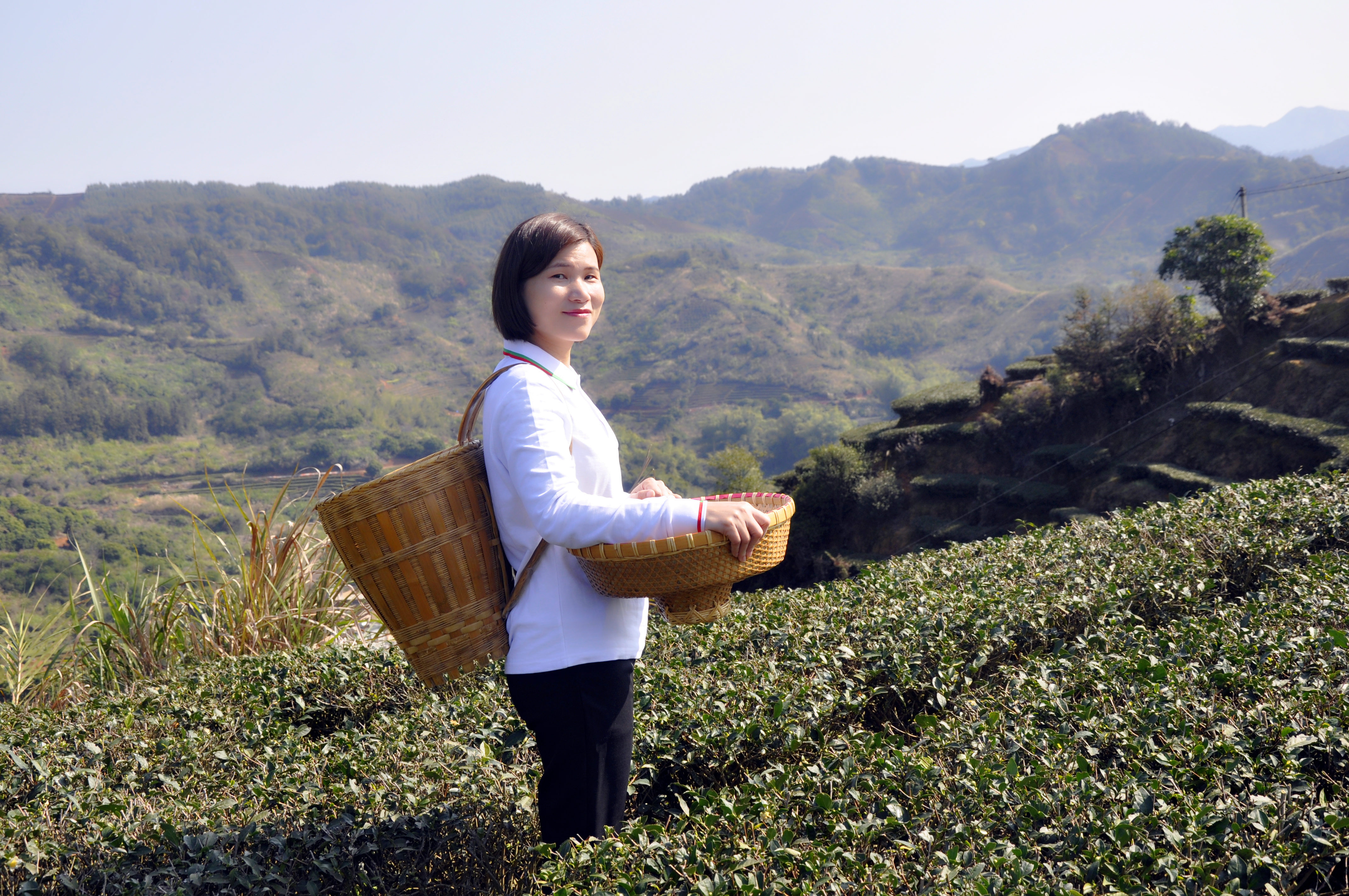 天晟茶艺培训学校高级茶艺师培训招生简章(图3)