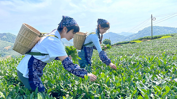 茶艺培训大师养成记：天晟茶艺培训学校，一站式打造你的茶艺传奇(图2)